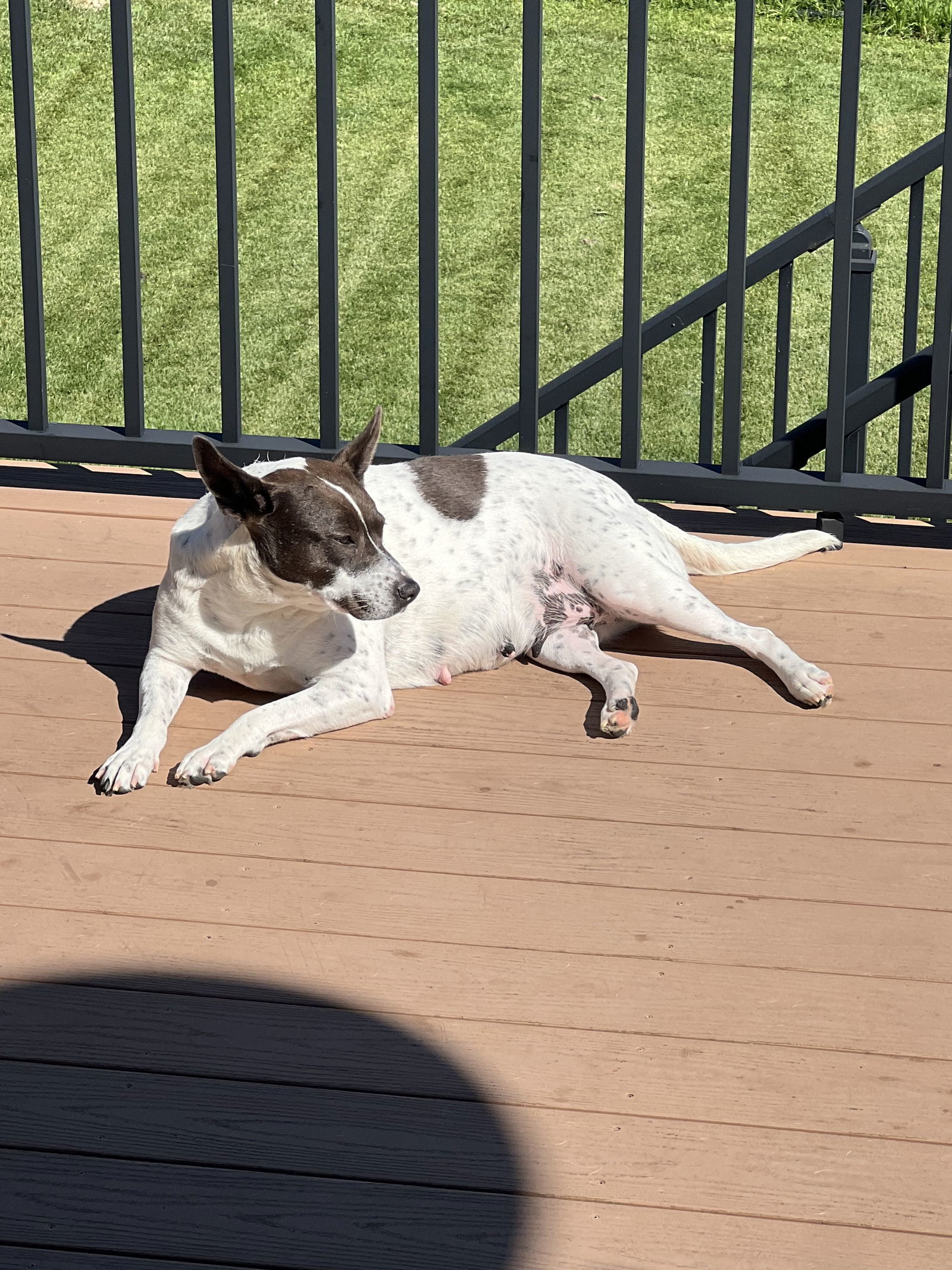 Hope, an adoptable Terrier in Duluth, MN, 55807 | Photo Image 3