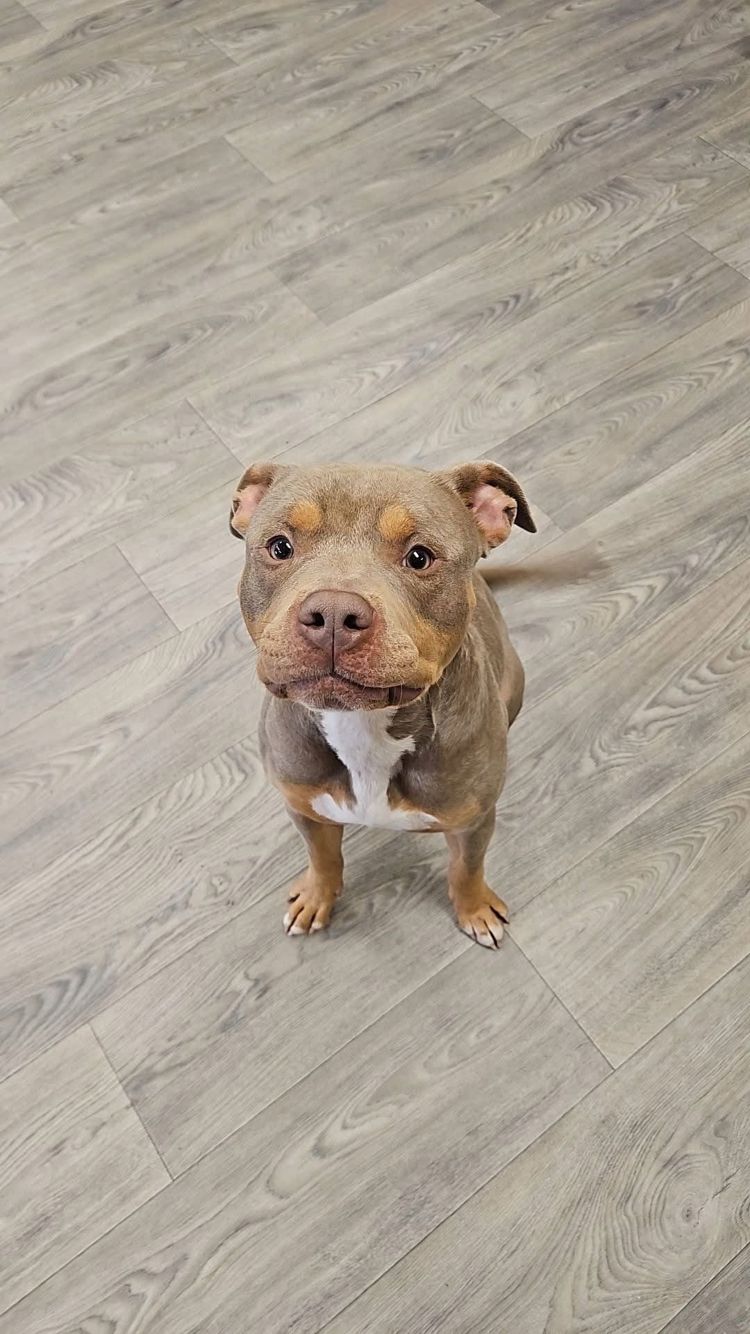 Triscuit, an adoptable Pit Bull Terrier, American Staffordshire Terrier in Duluth, MN, 55807 | Photo Image 2