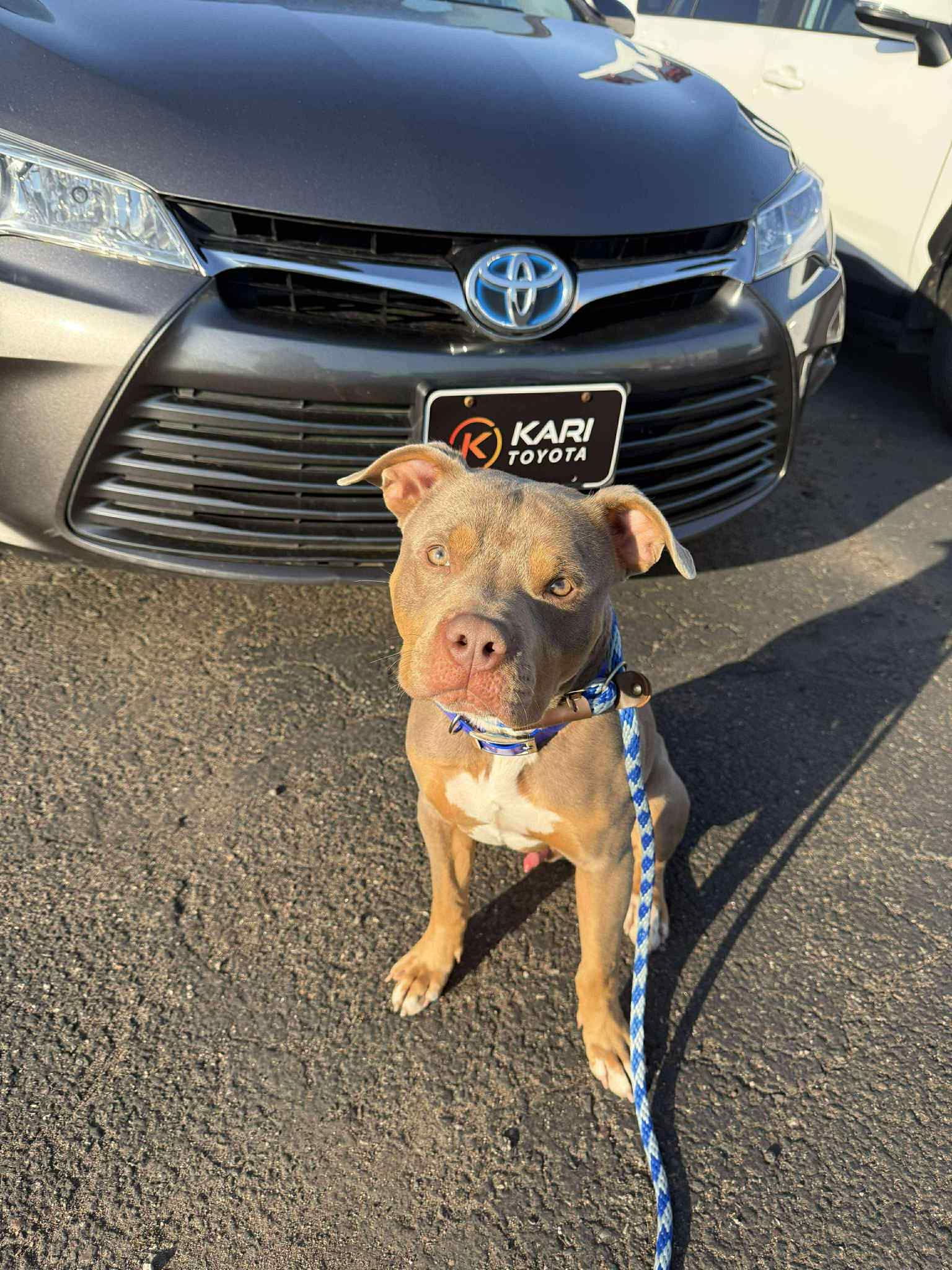 Triscuit, an adoptable Pit Bull Terrier, American Staffordshire Terrier in Duluth, MN, 55807 | Photo Image 3