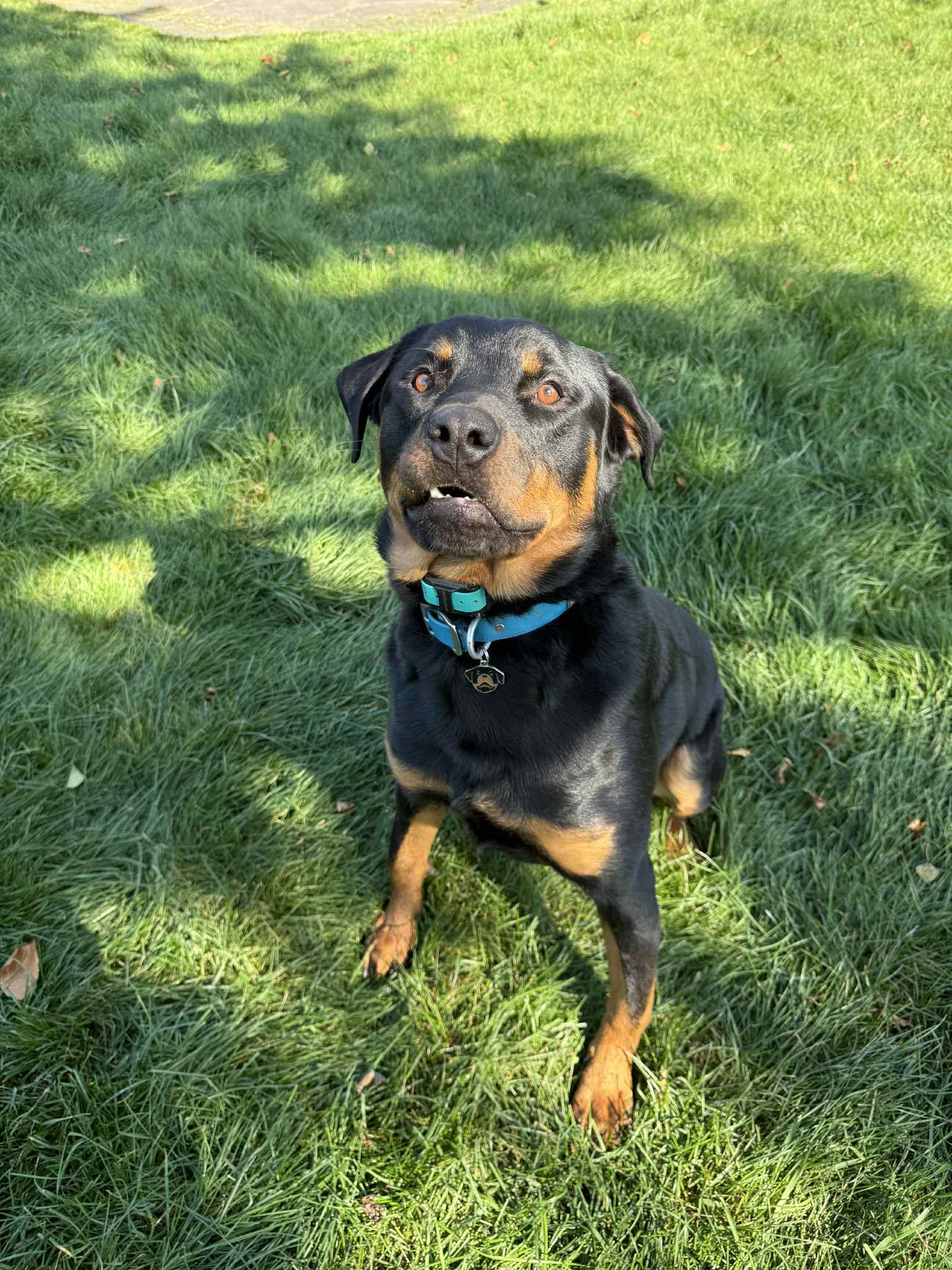 Bucky, an adoptable Rottweiler in Duluth, MN, 55807 | Photo Image 1