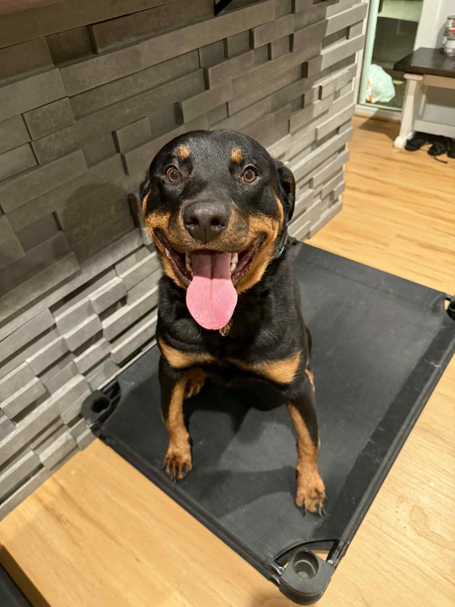 Bucky, an adoptable Rottweiler in Duluth, MN, 55807 | Photo Image 2