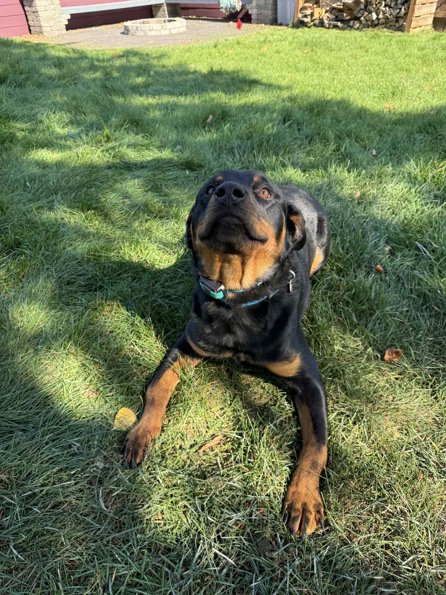 Bucky, an adoptable Rottweiler in Duluth, MN, 55807 | Photo Image 3