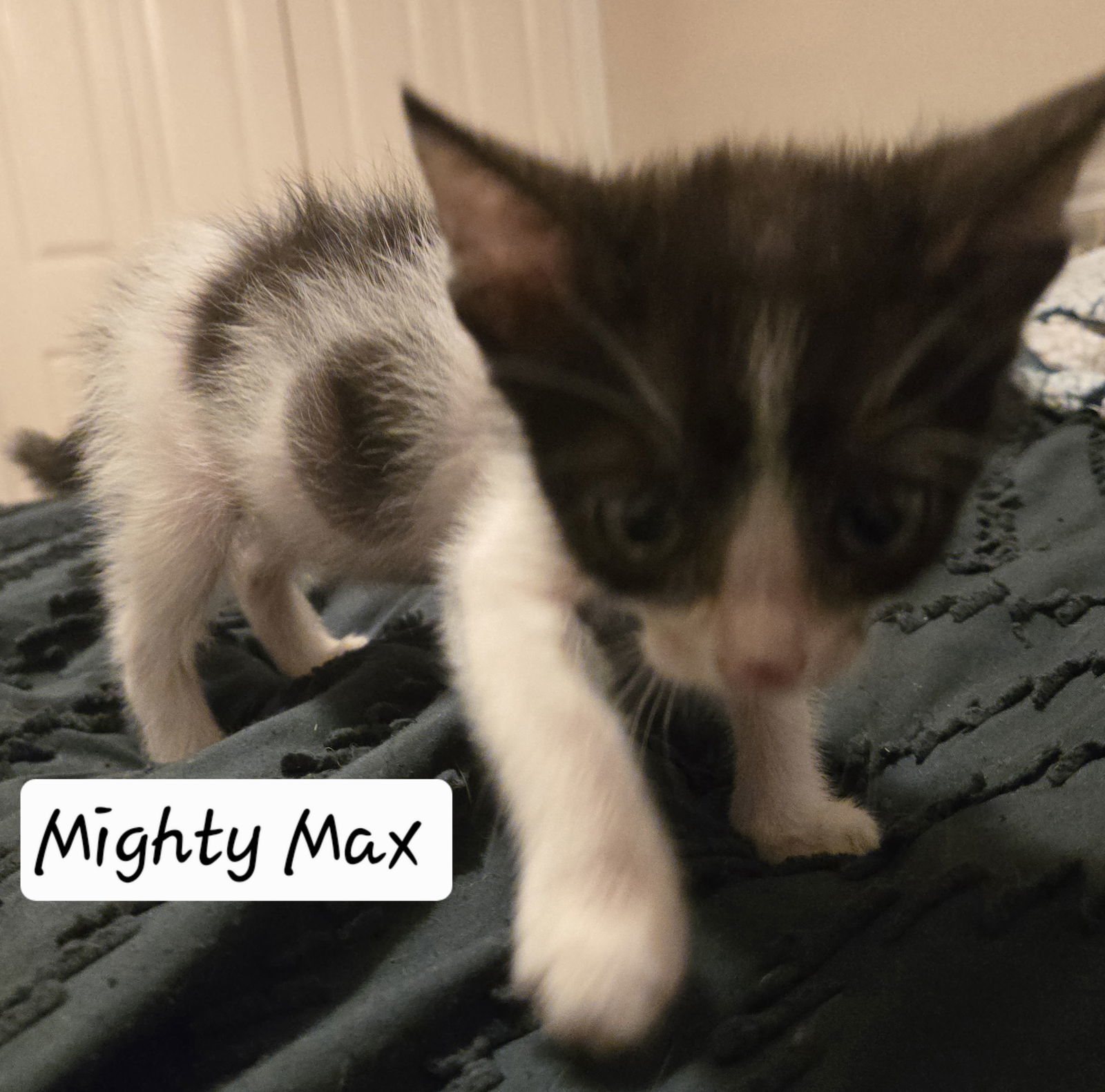 MIGHTY MAX