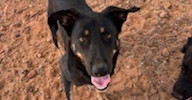 Sasha, an adoptable Shepherd in Page, AZ, 86040 | Photo Image 1