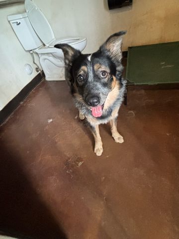 Chewy, an adoptable Australian Cattle Dog / Blue Heeler, Mixed Breed in Page, AZ, 86040 | Photo Image 1