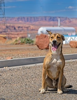 Scrabby, an adoptable Mixed Breed in Page, AZ, 86040 | Photo Image 1