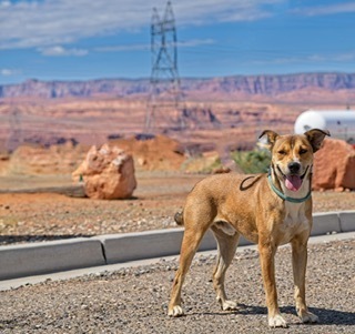 Scrabby, an adoptable Mixed Breed in Page, AZ, 86040 | Photo Image 2