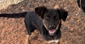 SS, an adoptable Shepherd in Page, AZ, 86040 | Photo Image 1