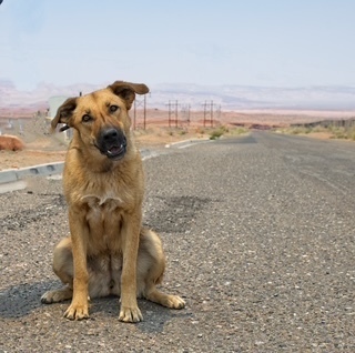 Lola, an adoptable Shepherd in Page, AZ, 86040 | Photo Image 1
