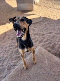 Copper, an adoptable Great Dane in Page, AZ, 86040 | Photo Image 1