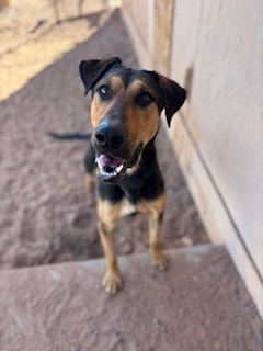 Copper, an adoptable Great Dane in Page, AZ, 86040 | Photo Image 2