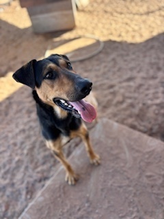 Copper, an adoptable Great Dane in Page, AZ, 86040 | Photo Image 3