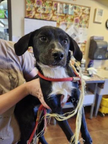 Nikki, an adoptable Mixed Breed in Page, AZ, 86040 | Photo Image 1
