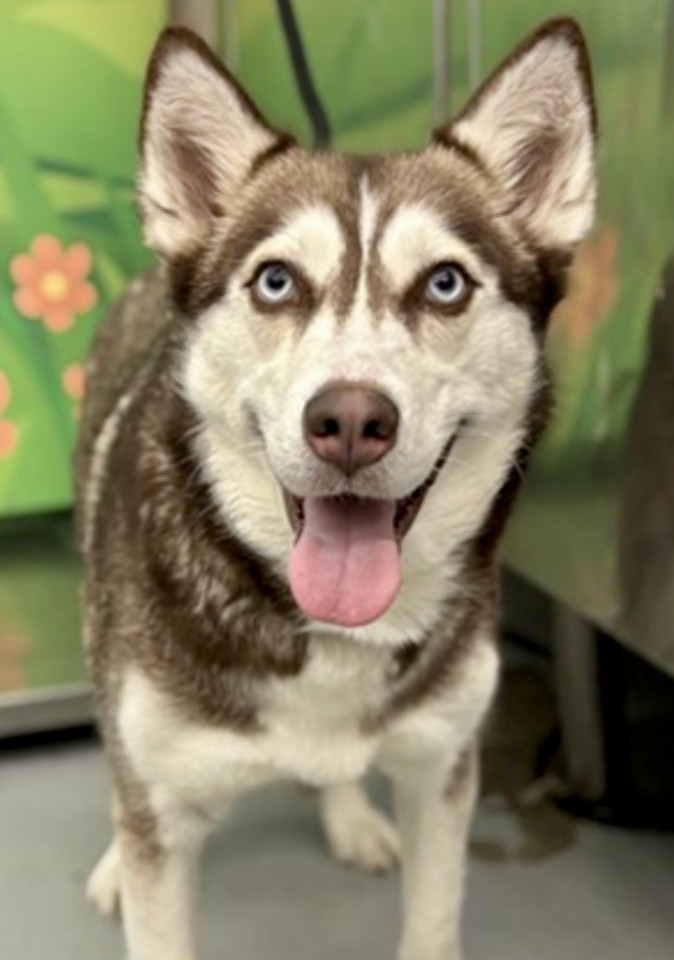 Ilya *Foster Needed*