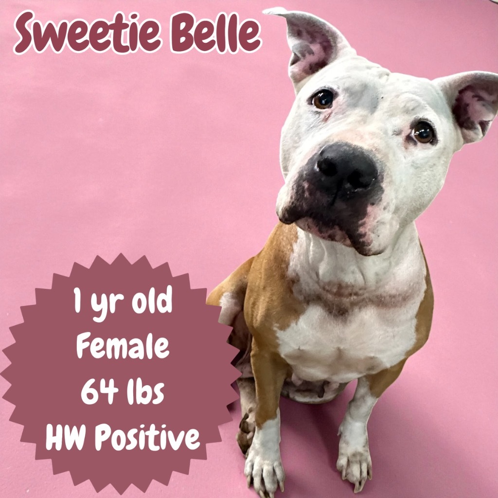 Sweetie Belle
