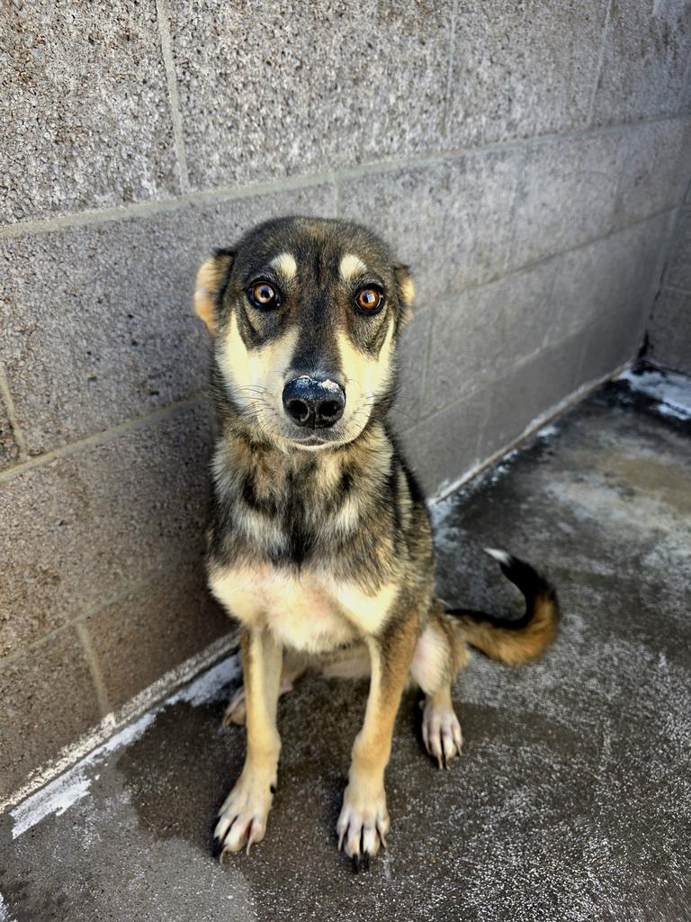 Hocus, an adoptable Husky, Mixed Breed in Holbrook, AZ, 86025 | Photo Image 1