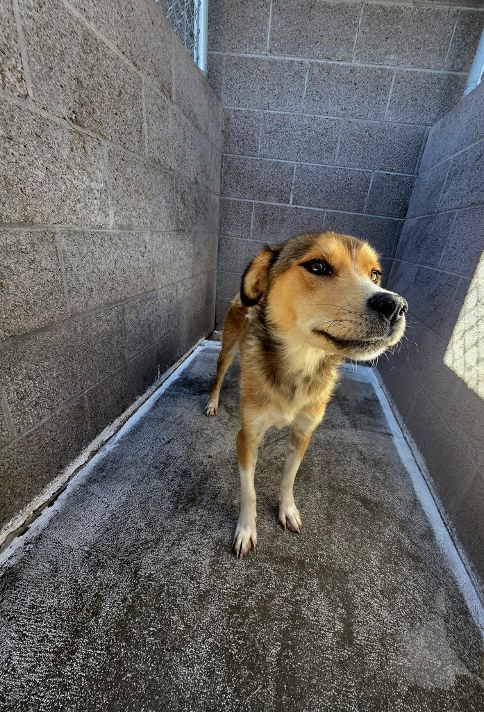Pocus, an adoptable Husky, Mixed Breed in Holbrook, AZ, 86025 | Photo Image 1