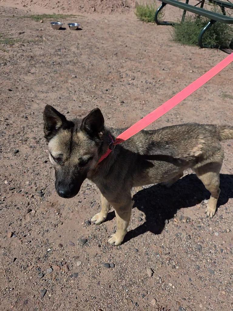 Suzuki, an adoptable Husky, Mixed Breed in Holbrook, AZ, 86025 | Photo Image 1
