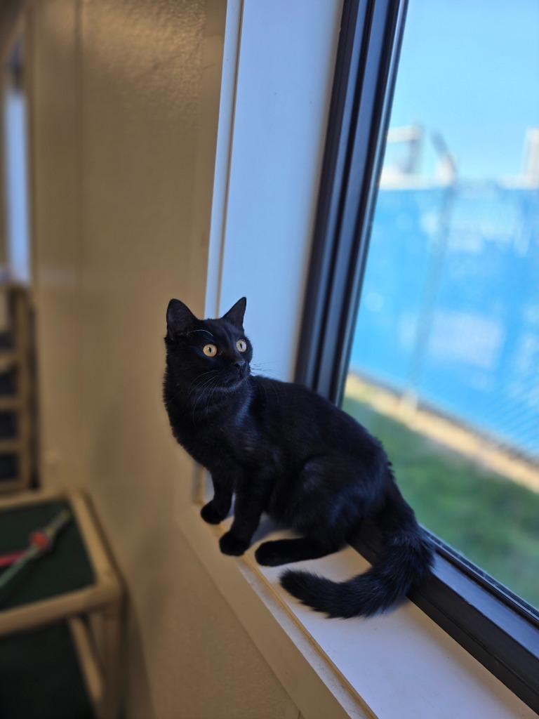 Peter, an adoptable Domestic Short Hair in Minot, ND, 58702 | Photo Image 3