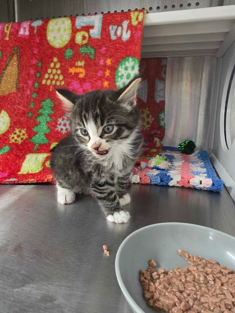 Skeeter, an adoptable Domestic Medium Hair in Minot, ND, 58702 | Photo Image 2