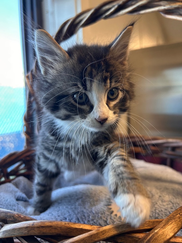 Skeeter, an adoptable Domestic Medium Hair in Minot, ND, 58702 | Photo Image 3