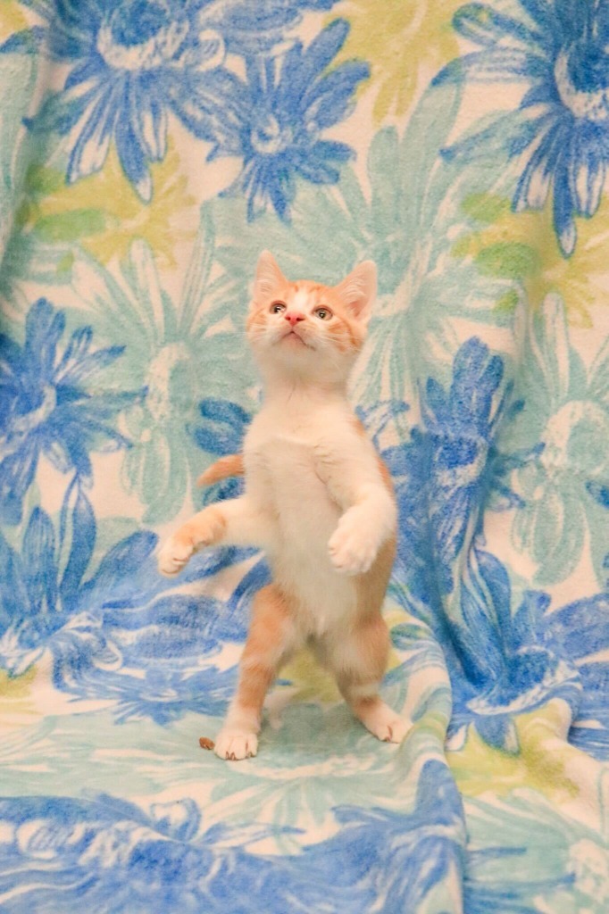 Fiona, an adoptable Domestic Short Hair in Minot, ND, 58702 | Photo Image 1