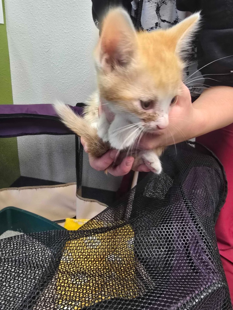 Fiona, an adoptable Domestic Short Hair in Minot, ND, 58702 | Photo Image 2