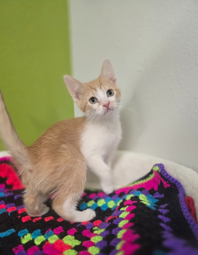 Fiona, an adoptable Domestic Short Hair in Minot, ND, 58702 | Photo Image 3