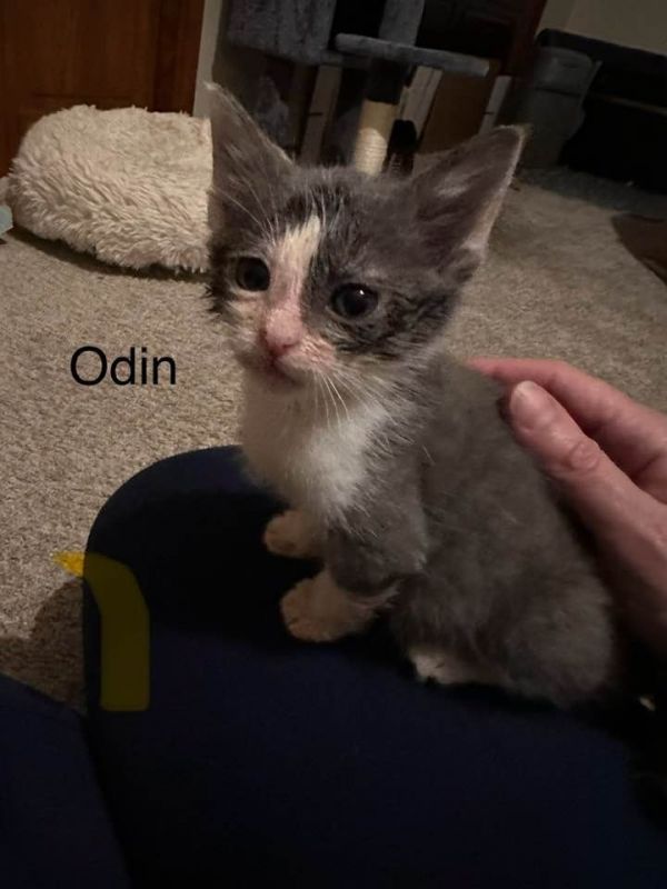 Odin thumbnail 2