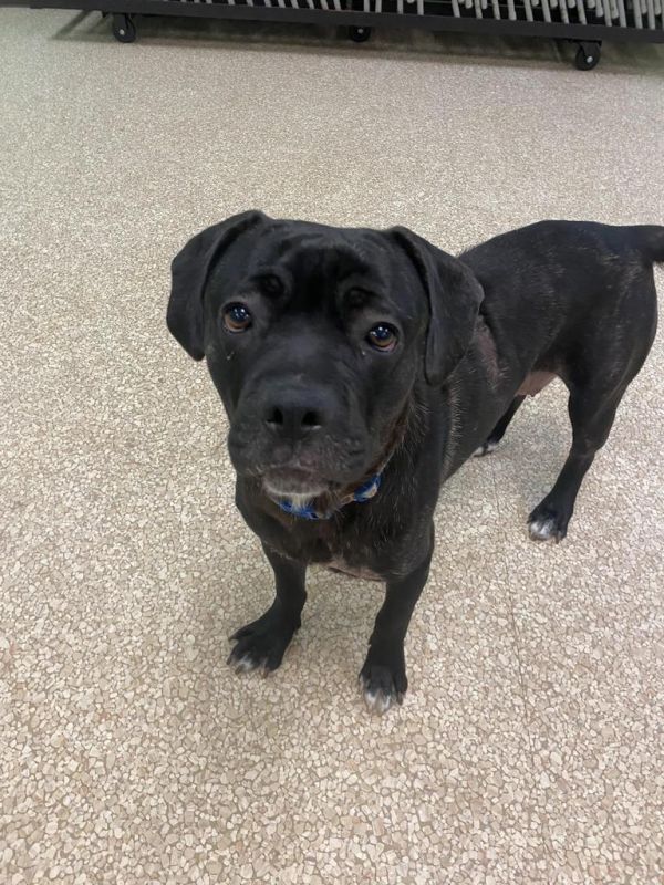 Cracklewood thumbnail 3