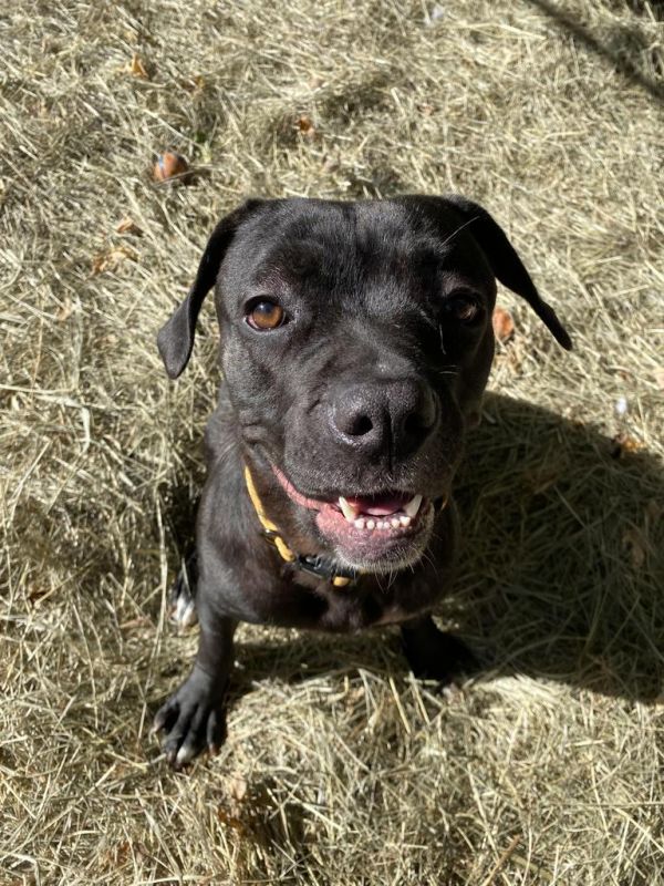 Cracklewood thumbnail 4