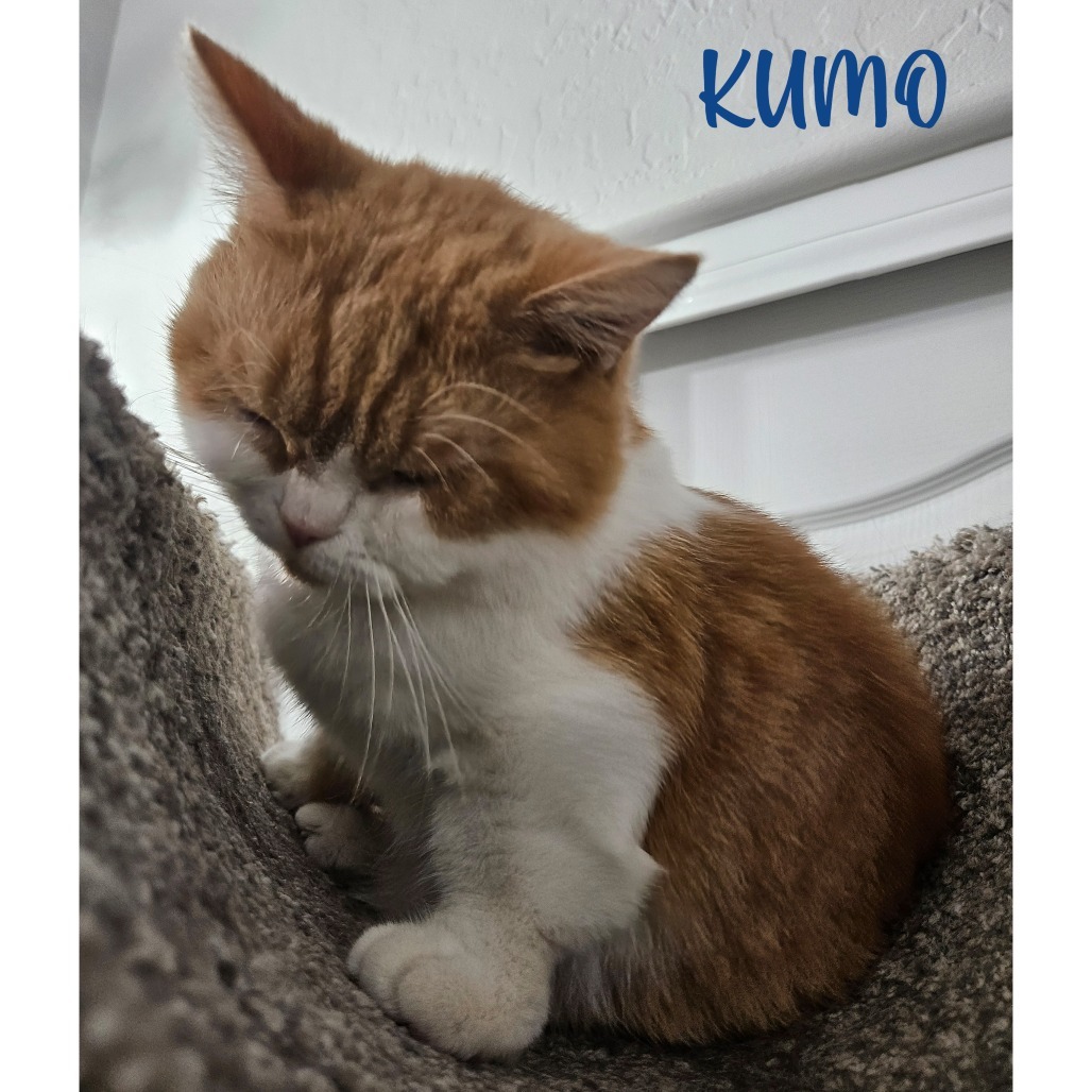 Kumo, an adoptable Munchkin in Las Vegas, NV, 89122 | Photo Image 1
