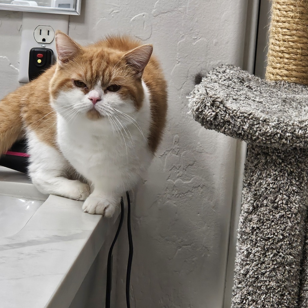 Kumo, an adoptable Munchkin in Las Vegas, NV, 89122 | Photo Image 2