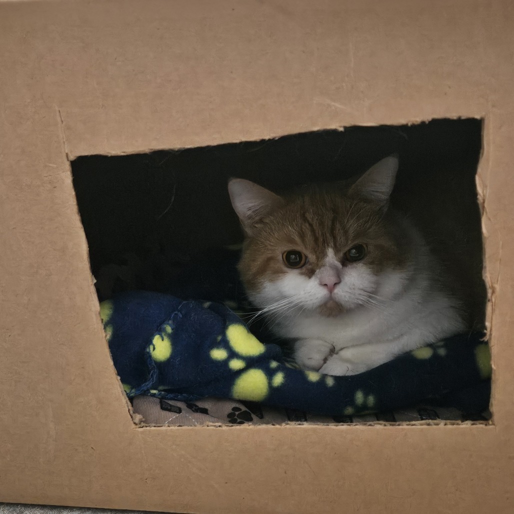 Kumo, an adoptable Munchkin in Las Vegas, NV, 89122 | Photo Image 3