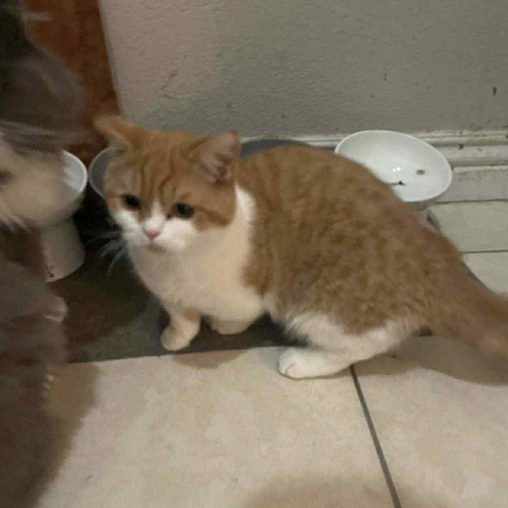 Kumo, an adoptable Munchkin in Las Vegas, NV, 89122 | Photo Image 4