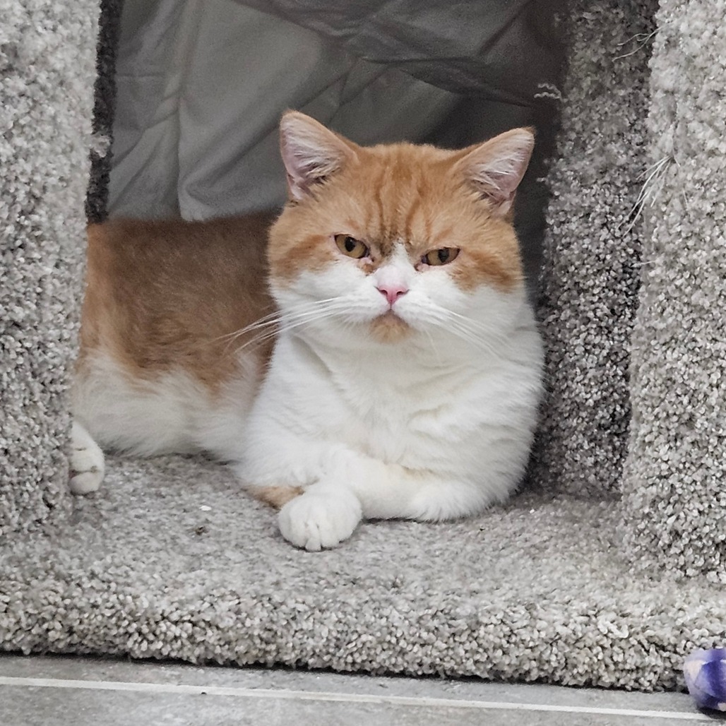 Kumo, an adoptable Munchkin in Las Vegas, NV, 89122 | Photo Image 6