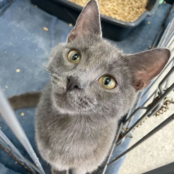 Nintendo Ds thumbnail 2