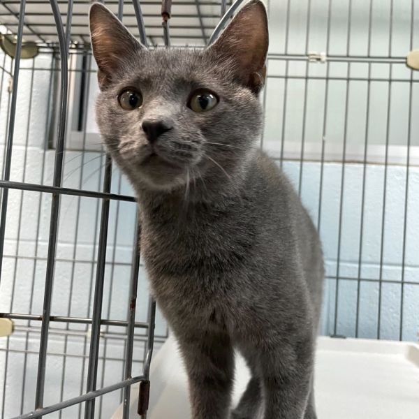 Nintendo Ds thumbnail 3