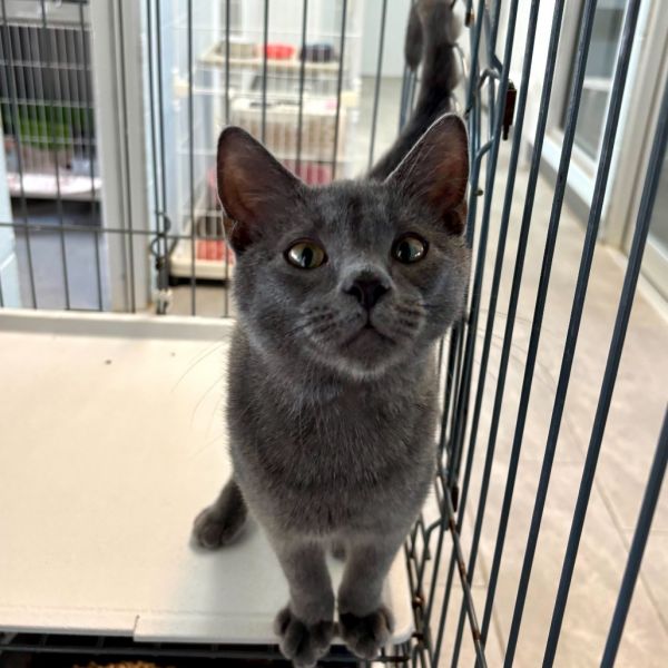 Nintendo Ds thumbnail 4