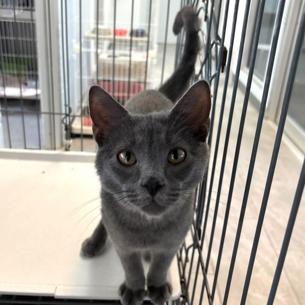 Nintendo Ds thumbnail 5