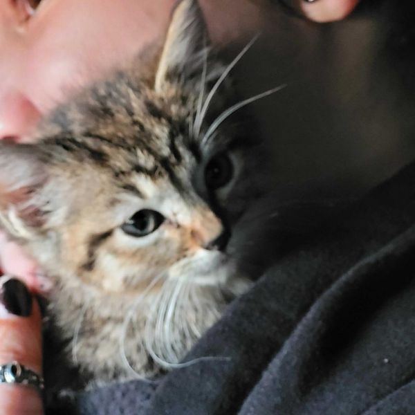 Cowabunga thumbnail 2