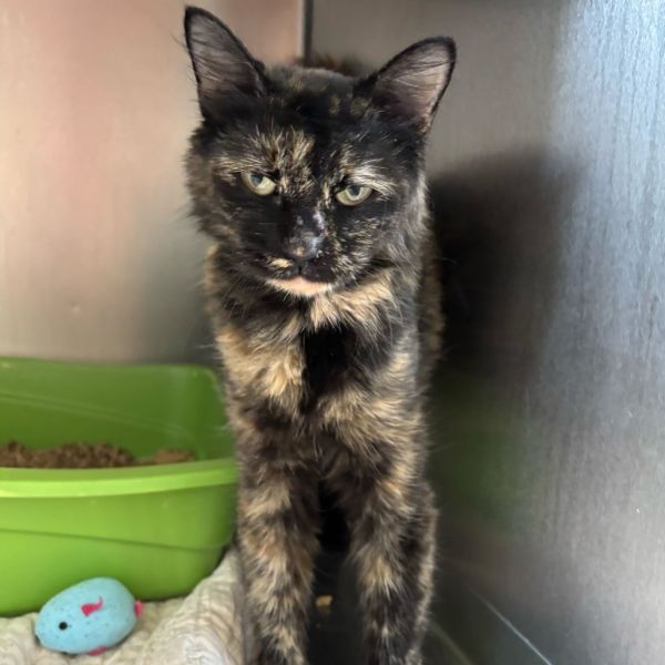 Candlelight thumbnail 2