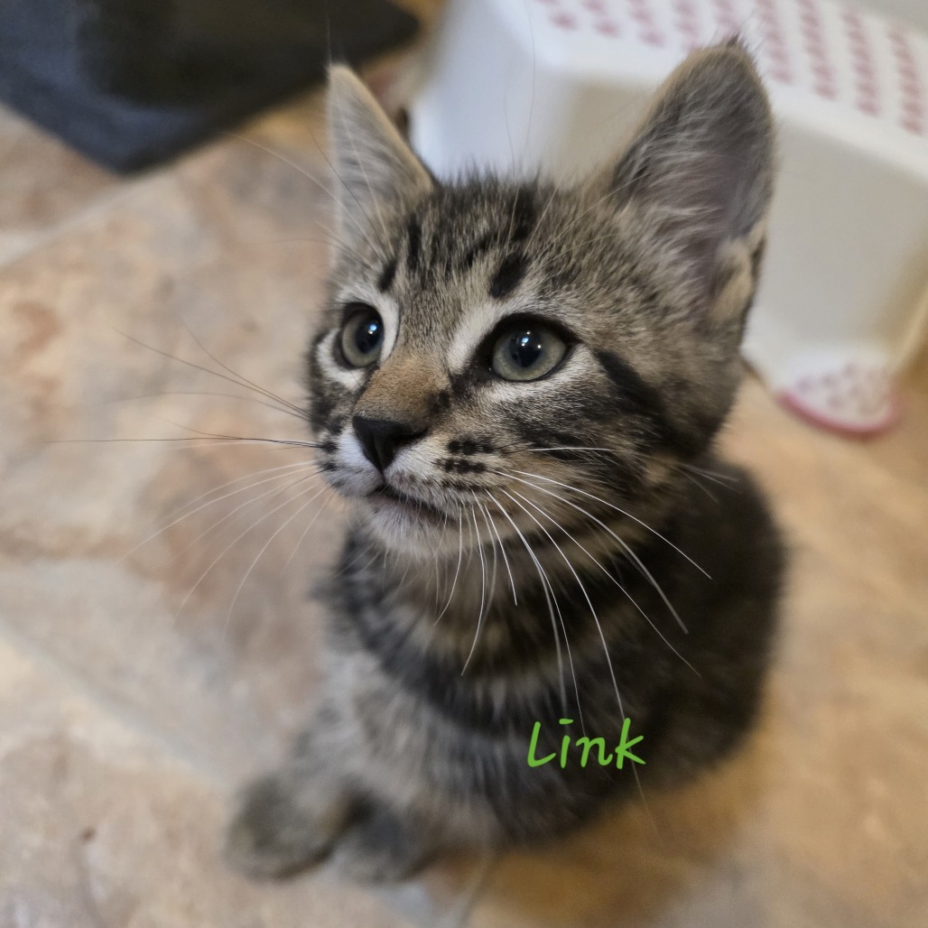 Link