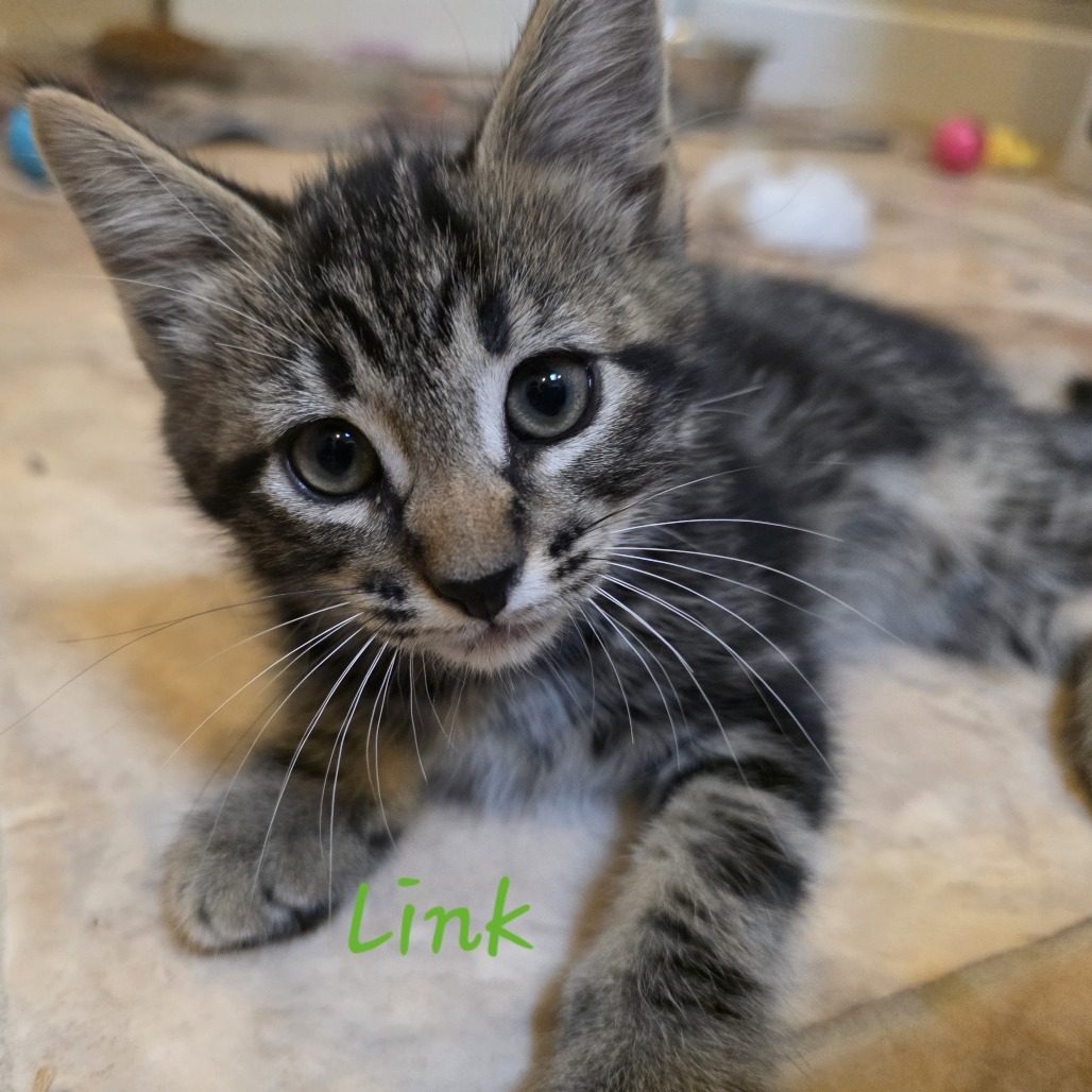 Link
