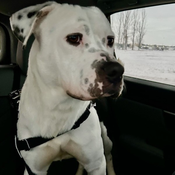 VIKTOR 24-224, an adoptable Pit Bull Terrier in Bottineau, ND, 58318 | Photo Image 4