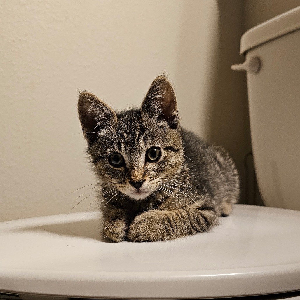 Buttercup 25-36, an adoptable Domestic Short Hair in Bottineau, ND, 58318 | Photo Image 1