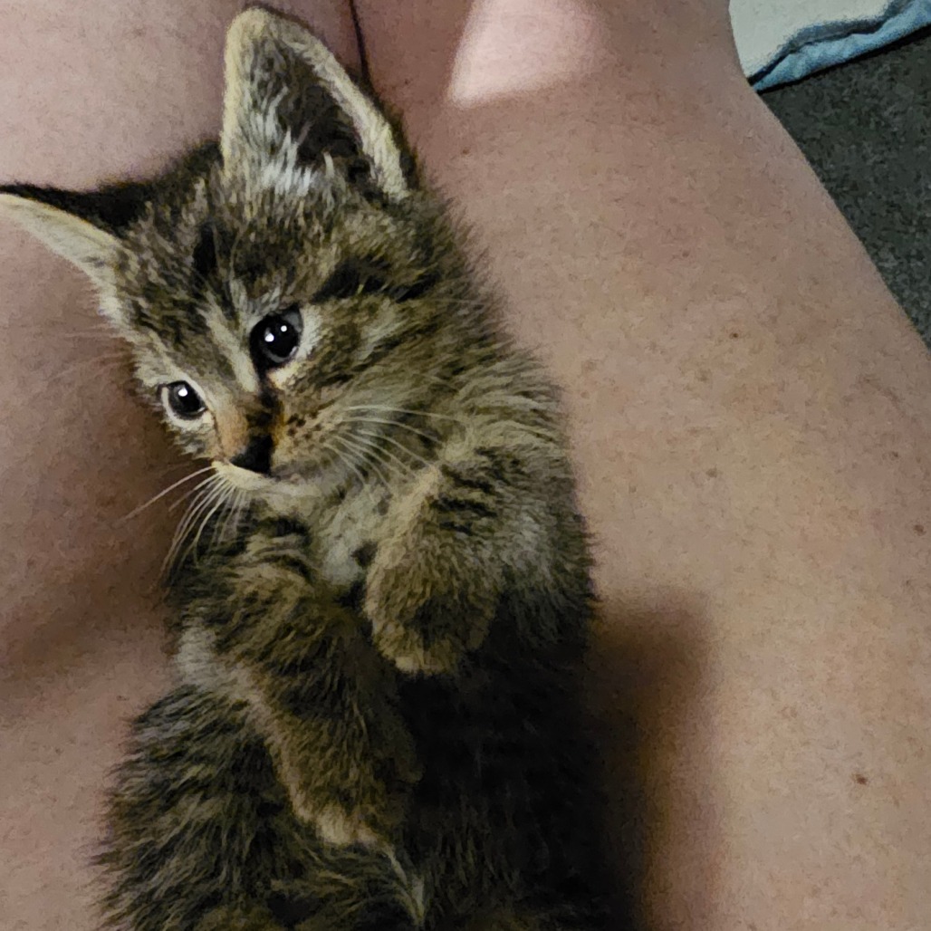 Buttercup 25-36, an adoptable Domestic Short Hair in Bottineau, ND, 58318 | Photo Image 2