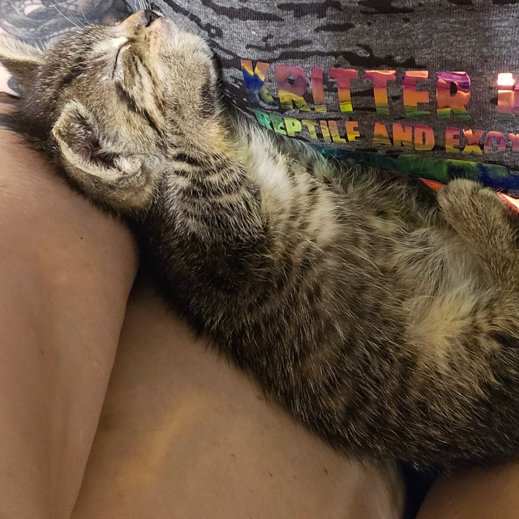 Buttercup 25-36, an adoptable Domestic Short Hair in Bottineau, ND, 58318 | Photo Image 3