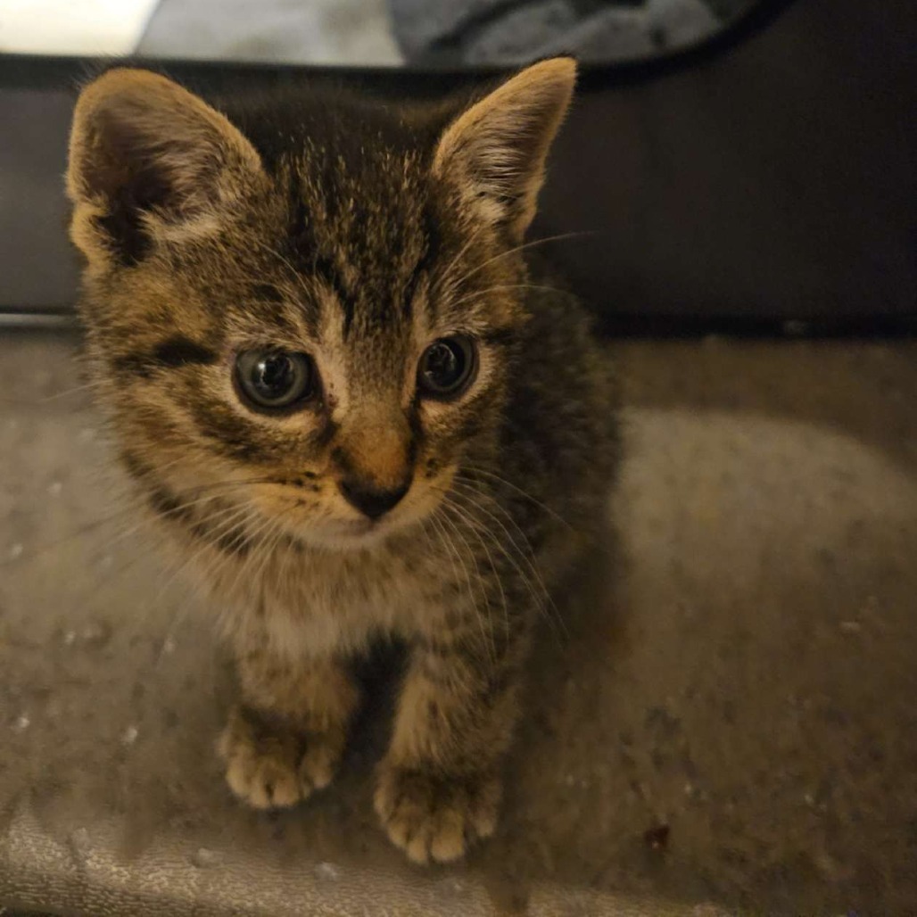 Buttercup 25-36, an adoptable Domestic Short Hair in Bottineau, ND, 58318 | Photo Image 4