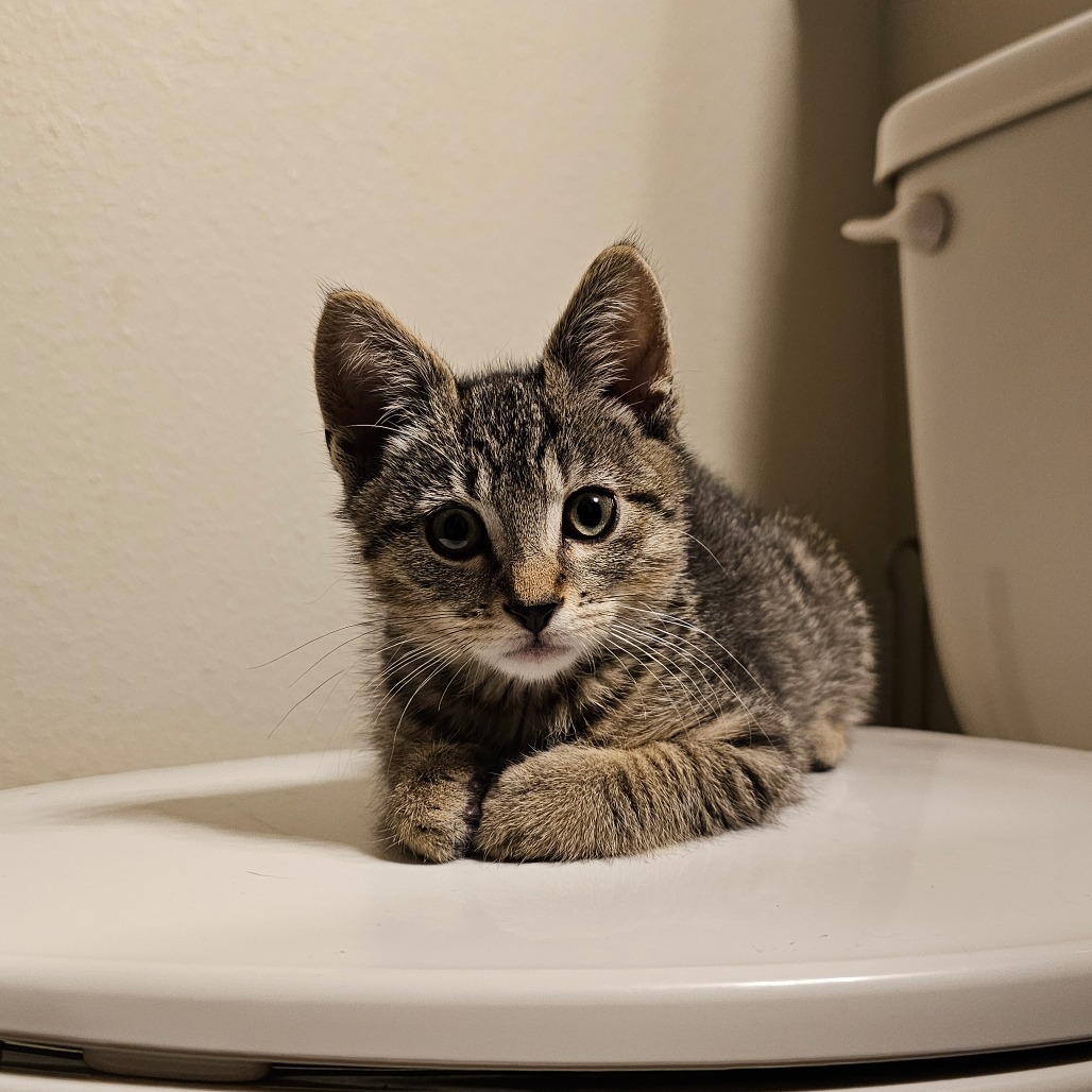 Buttercup 25-36, an adoptable Domestic Short Hair in Bottineau, ND, 58318 | Photo Image 5